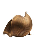 Mollusco
